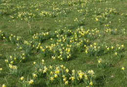 Narcissus pseudonarcissus, Jonquille