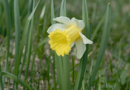 Narcissus pseudonarcissus, Jonquille