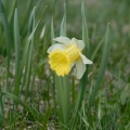 20080501_164556_cortebert.jpg