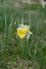 Narcissus pseudonarcissus, Jonquille