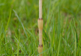 Equisetum arvense, Prêle des champs