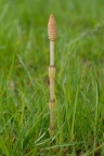 Equisetum arvense, Prêle des champs