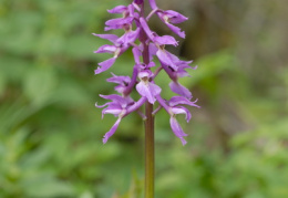 Orchis mascula, Orchis mâle