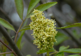 Sambucus racemosa, Sureau à grappes