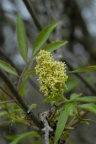 Sambucus racemosa, Sureau à grappes