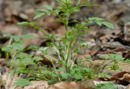 Cardamine flexuosa, Cardamine flexueuse