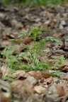 Cardamine flexuosa, Cardamine flexueuse