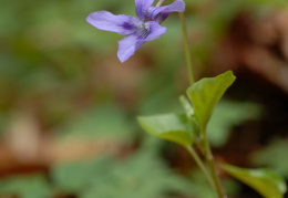 Viola reichenbachiana, Violette des forêts