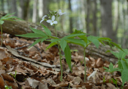 Cardamine heptaphylla, Dentaire à sept folioles