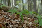 Cardamine heptaphylla, Dentaire à sept folioles