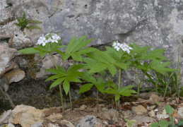 Cardamine heptaphylla, Dentaire à sept folioles