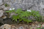 Cardamine heptaphylla, Dentaire à sept folioles