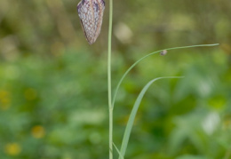 Fritillaria meleagris, Fritillaire pintade