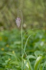 Fritillaria meleagris, Fritillaire pintade