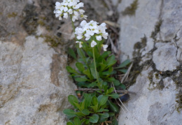 Thlaspi montanum, Tabouret des montagnes