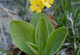 Primula auricula, Primevère auricule