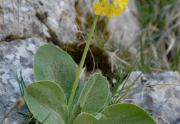 Primula auricula, Primevère auricule