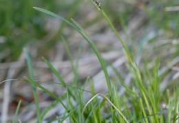 Carex sempervirens, Laiche toujours verte