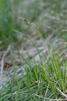 Carex sempervirens, Laiche toujours verte