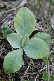 Primula auricula, Primevère auricule