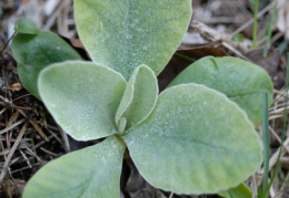 Primula auricula, Primevère auricule