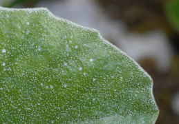 Primula auricula, Primevère auricule