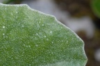 Primula auricula, Primevère auricule