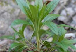 Cynoglossum germanicum, Cynoglosse d'Allemagne