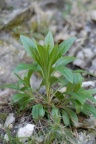 Cynoglossum germanicum, Cynoglosse d'Allemagne