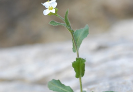 Arabis alpina, Arabette des Alpes