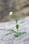 Arabis alpina, Arabette des Alpes