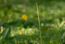 Tulipa sylvestris, Tulipe sauvage