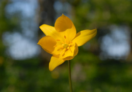 Tulipa sylvestris, Tulipe sauvage