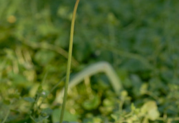 Tulipa sylvestris, Tulipe sauvage