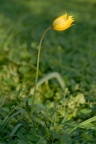Tulipa sylvestris, Tulipe sauvage