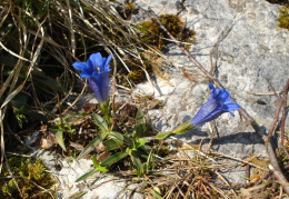 Gentiana clusii, Gentiane de Clusius