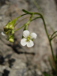 Kernera saxatilis, Kernéra des rochers