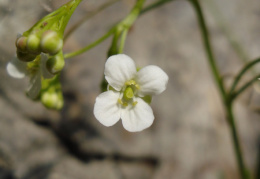 Kernera saxatilis, Kernéra des rochers