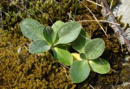 Primula auricula, Primevère auricule