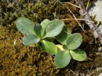 Primula auricula, Primevère auricule