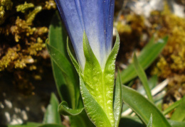 Gentiana clusii, Gentiane de Clusius