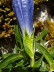 Gentiana clusii, Gentiane de Clusius