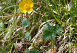 Ranunculus breyninus, Renoncule de la Raxalpe