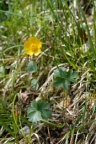 Ranunculus breyninus, Renoncule de la Raxalpe