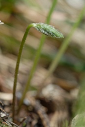 Ranunculus breyninus, Renoncule de la Raxalpe