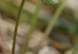 Ranunculus breyninus, Renoncule de la Raxalpe