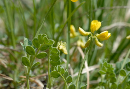 Coronilla vaginalis, Coronille engainante