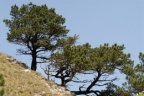 Pinus mugo subsp. uncinata, Pin à crochet