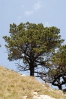 Pinus mugo subsp. uncinata, Pin à crochet