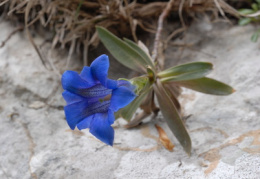 Gentiana clusii, Gentiane de Clusius